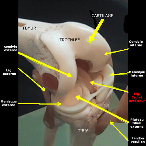 Anatomie de l'appareil extenseur du genou, vue de face, genou droit. Le
