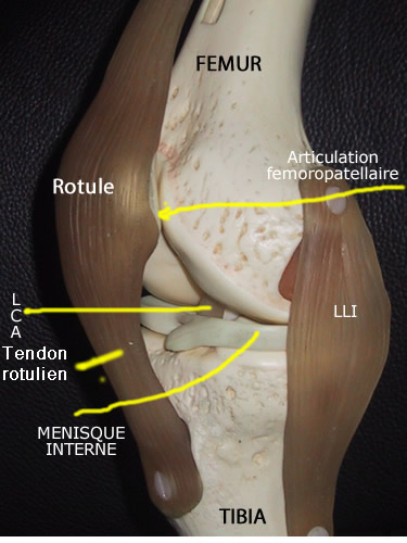 le ligament interne sur un genou en plastique